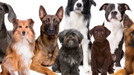 Dogs 101
