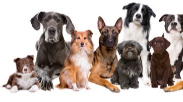 Dogs live